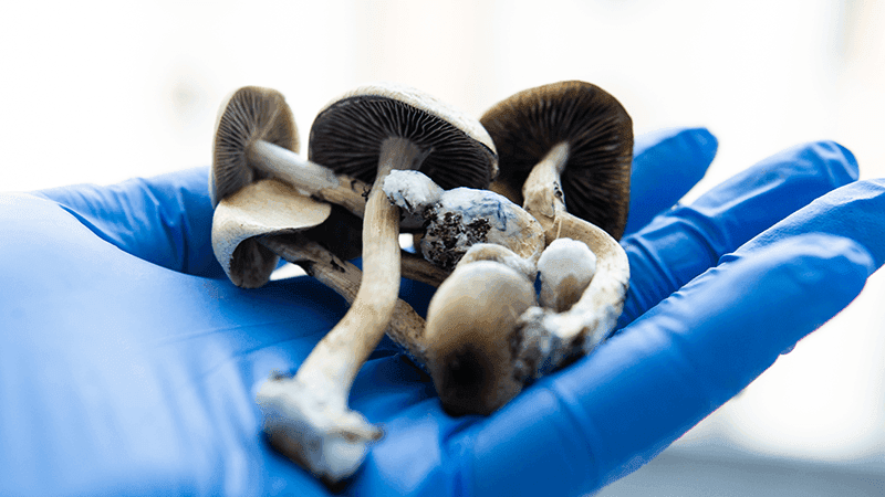 A gloved hand holding psilocybin mushrooms.