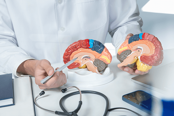 A doctor pointing out what parts of the brain are involved in addiction on a brain model