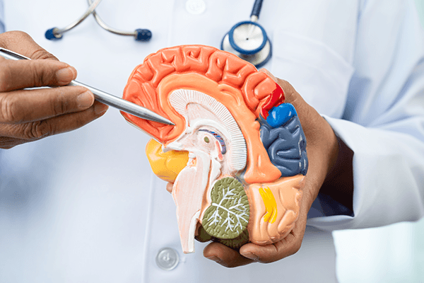 A physician pointing to a brain model with a pen