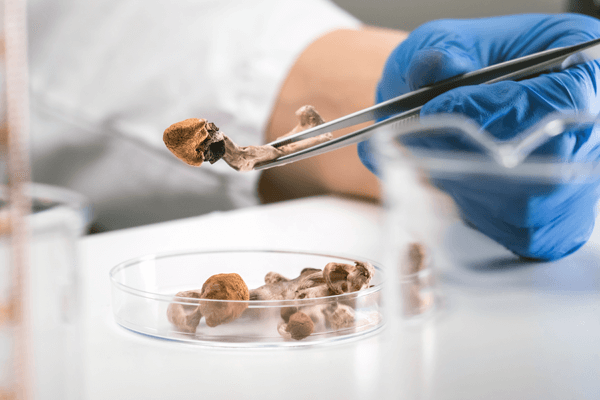 Psilocybin in a petri dish