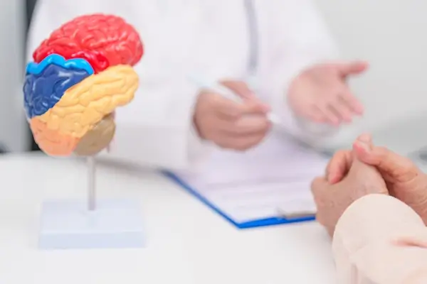 A researcher explaining alongside a model of the brain