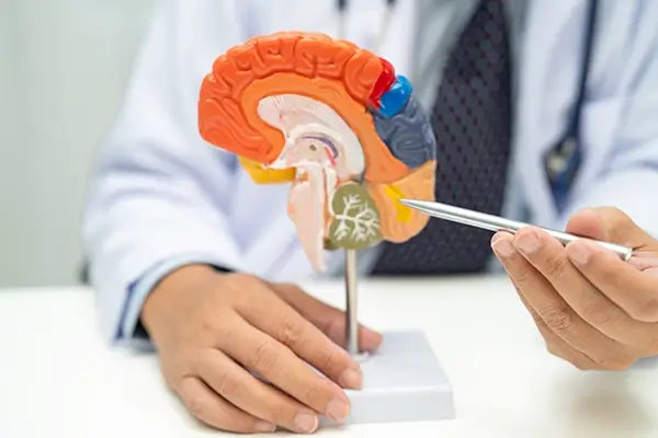 A clinician explaining TBI on a brain model